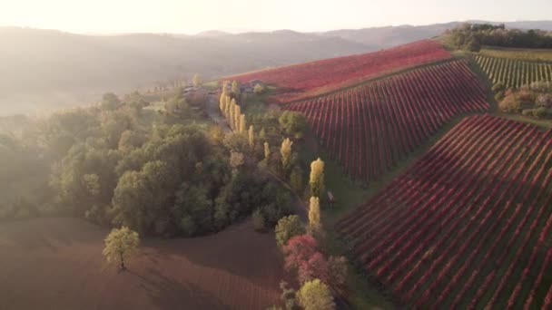 Modena Colorido Vinhedo Fileiras Vista Aérea Vermelho Completo Verde Topo — Vídeo de Stock