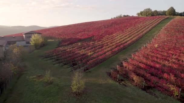 Voo Baixa Altitude Entre Vinhas Coloridas Vermelhas Álamos Amarelos Itália — Vídeo de Stock