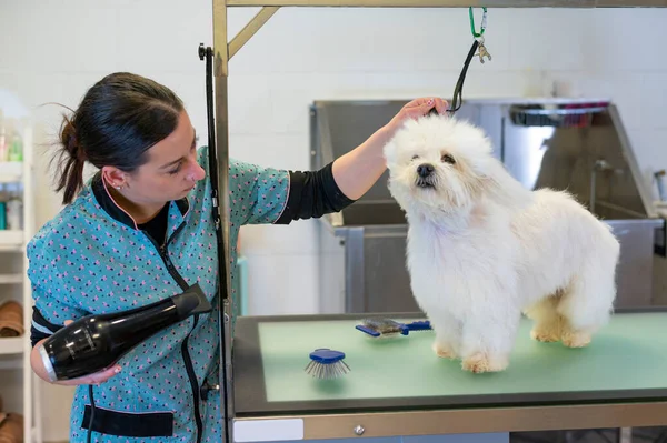 Young woman dog groomer drying a white Maltese dog after a bath on a groomers table. High-quality photo