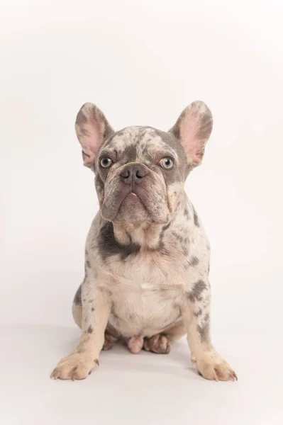 Yetişkin beyaz arka planda kameraya bakan bir Fransız bulldog gördü. Yüksek kaliteli fotoğraf.