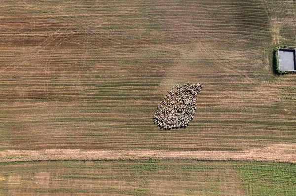 İspanya 'da hasat edilen tarlalarda hareket eden beyaz koyun sürüsü üzerinde yatay dron görüntüsü. Yüksek kalite fotoğraf