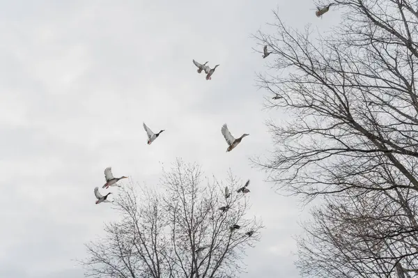 Bir ördek sürüsü Minnesota, ABD 'de soğuk bir gri kış gününde avcıların ateş etmesiyle ayaklandı. Yüksek kaliteli fotoğraf.