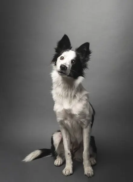 Artistik stüdyo çekimlerinde gri arkaplanı olan sevimli safkan Border Collie ön görüntüsü. Yüksek kalite fotoğraf