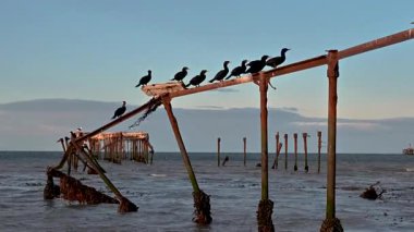 Antartika 'da Büyük Karabatak, Phalacrocorax, ya da Pucagon, Magallanes Denizi Patagonya sürüsü. Yüksek kalite 4k görüntü