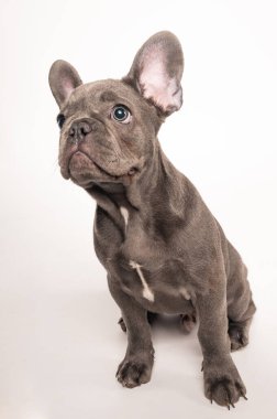 Beyaz arka planda ciddi bir Fransız bulldog köpeğinin yan görüntüsü. Yüksek kaliteli fotoğraf.