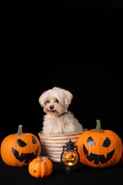 Mutlu bir köpek, canlı Cadılar Bayramı balkabakları ve şenlikli fenerlerle çevrili rahat bir sepete yerleştirilir.