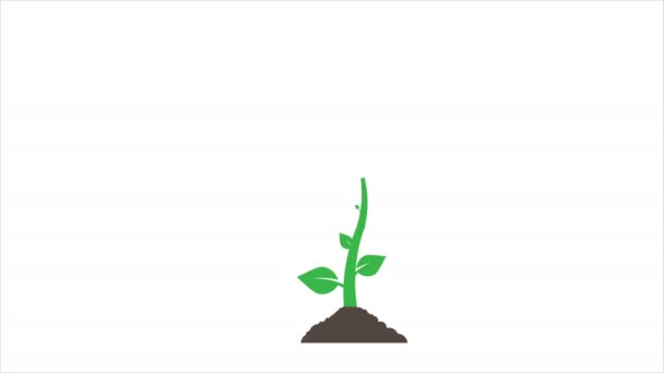 Plants Growing Animation Optional Luma Matte Alpha Luma Matte Included — Stok video