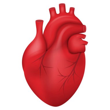 İnsan kalbi ikonu. Kalbi anatomik olarak venöz sistem simgesi ile düzelt. Vektör çizimi. Eps 10.