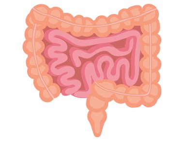 İnsan iç organı. Bağırsaklar beyaz arka planda izole edilmiş. Vektör çizimi. Eps 10.