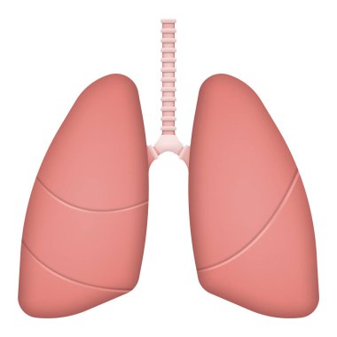 Beyaz arka planda izole edilmiş gerçekçi insan ciğerleri. Vektör çizimi. Eps 10.
