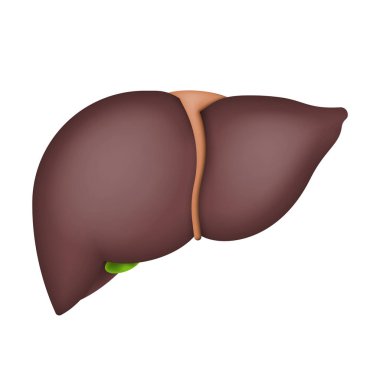Beyaz arka planda izole edilmiş insan karaciğeri. Vektör çizimi. Eps 10.