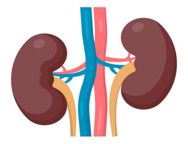 Beyaz arka planda izole edilmiş insan böbreği anatomisi. Vektör çizimi. Eps 10.
