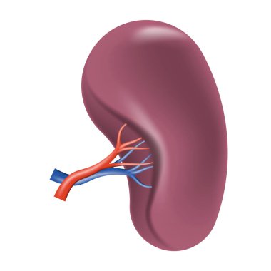 İnsan Dalağı. İnsan Organı 'nın gerçekçi 3D' si beyaz arka planda izole. Vektör çizimi. Eps 10.