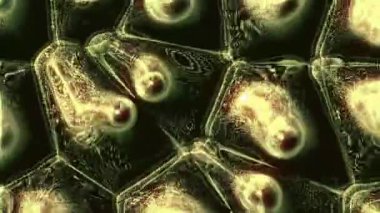 Mikroskop altında insan hücrelerinin 3 boyutlu animasyonu