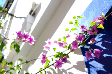 Canlı bougainvillea, güneşli bahçe sahnesinde mavi aksanlı beyaz duvara tırmanıyor..