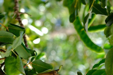 Yumuşak bokeh etkisine sahip yemyeşil yapraklar doğanın dinginliğini yakalıyor..