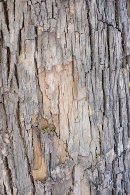 Doğa ve arkaplan kavramları için doğal desenleri olan desenli kabuk yüzeyi.