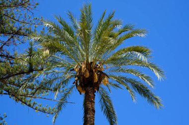 Güneşli bir günde açık mavi gökyüzüne karşı yükselen palmiye ağacı.