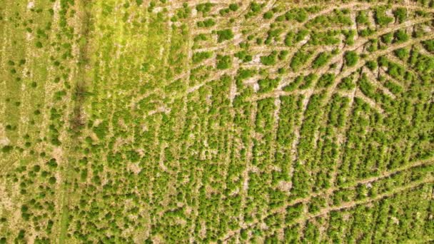Çimen Çayırı Hava Görünümü Sağa Doğru — Stok video