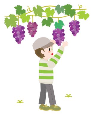 Üzüm toplayan bir çocuğun resmi..