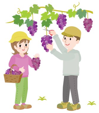 Üzüm toplayan bir çiftin resmi..