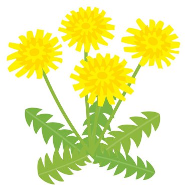 Bahar karahindibası çiçeği