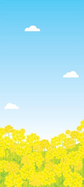 Kanola çiçeklerinin bahar manzarası.