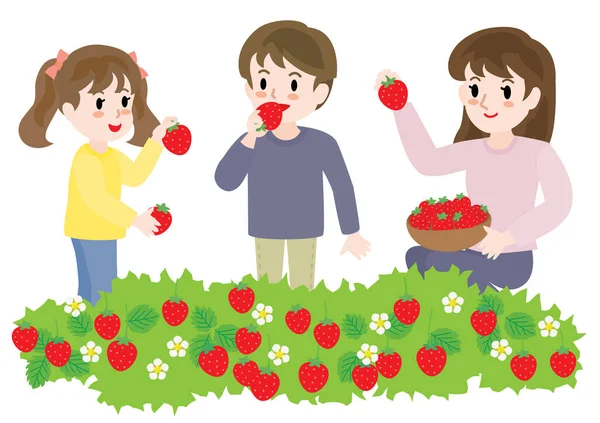 Çilek toplayan bir aile..