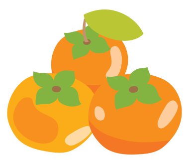 Üç hurmanın bir çizimi