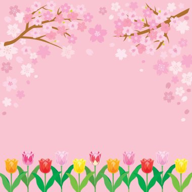 Spring cherry blossom background with tulip flowers. Vector illustration.