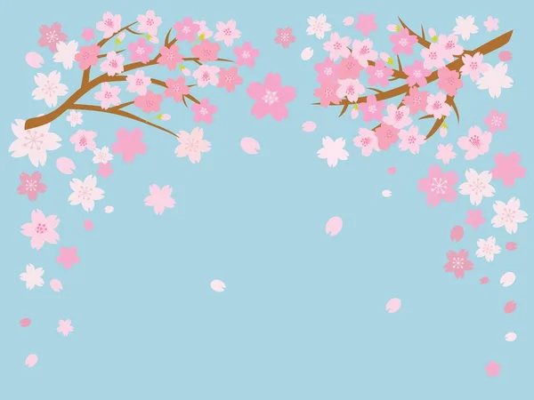 Cherry blossom background with space for text. Vector illustration.