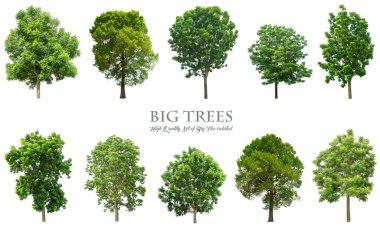 Beyaz arka planda izole ağaçlar , ağaçların toplanması.