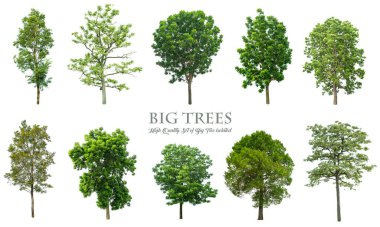 Beyaz arka planda izole ağaçlar , ağaçların toplanması.