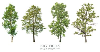 Beyaz arka planda izole ağaçlar , ağaçların toplanması.