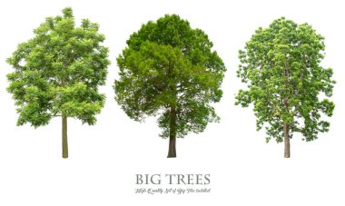 Beyaz arka planda izole ağaçlar , ağaçların toplanması.