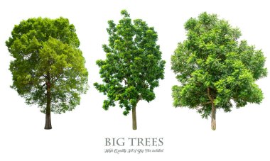 Beyaz arka planda izole ağaçlar , ağaçların toplanması.