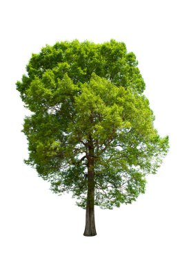 Beyaz arka planda izole Ağaç, manzara tasarımında kullanıma elverişli, Tayland 'dan Ağaç, Asya