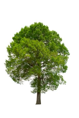 Beyaz arka planda izole Ağaç, manzara tasarımında kullanıma elverişli, Tayland 'dan Ağaç, Asya