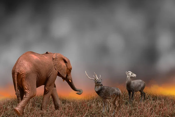 The deer and the elephant were looking for an escape route. Forest fires, wildlife conservation and global environment concepts