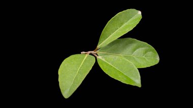 Siyah arkaplanda yeşil yapraklar