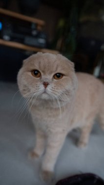 Beyaz arka planda ve saksıda kahverengi gözlü bir kedi.