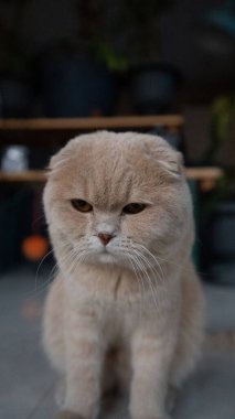 Beyaz arka planda ve saksıda kahverengi gözlü bir kedi.