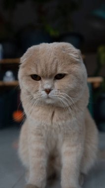 Beyaz arka planda ve saksıda kahverengi gözlü bir kedi.