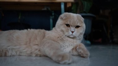 Beyaz arka planda ve saksıda kahverengi gözlü bir kedi.