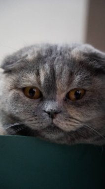 Beyaz arka planda ve saksıda kahverengi gözlü bir kedi.