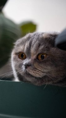 Beyaz arka planda ve saksıda kahverengi gözlü bir kedi.