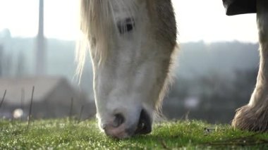 At beslenir, beyaz at gün batımında ıslak çimlerde ot yer.
