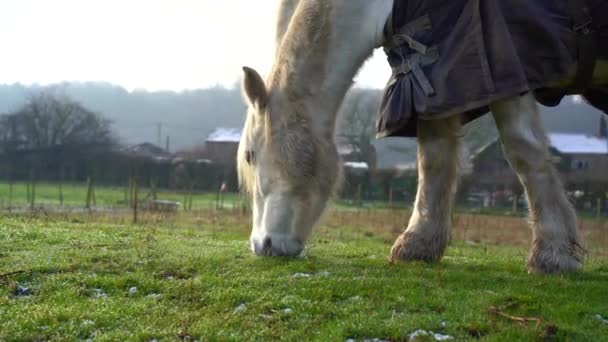 Koń Paszę Biały Koń Zjada Trawę Mokrej Trawie Zachodzie Słońca — Wideo stockowe