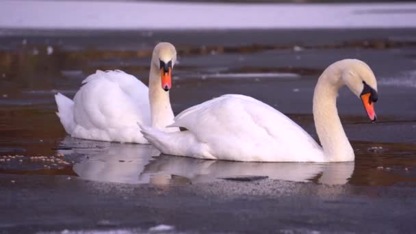 Swans Eating Swans Walking Water Feed Bathe Water Very Nice — Stock Video