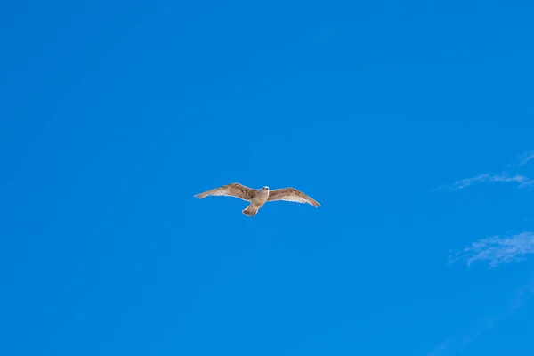 Gaivotas Voadoras Gaivotas Voando Sobre Mar Céu Azul — Fotografia de Stock